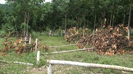 Truy tìm kẻ đốn gãy hơn 300 cây cao su sắp thu hoạch ở Phú Yên