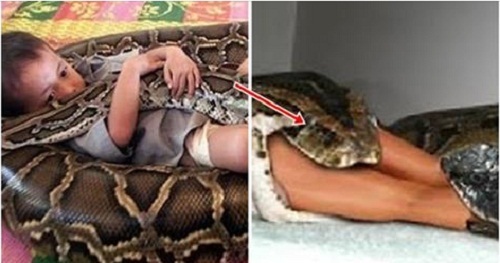 Bỏ đi 9 năm, trăn khổng lồ đột nhiên trở về quấn lấy con trai và sự thật khiến ông bố kinh hãi