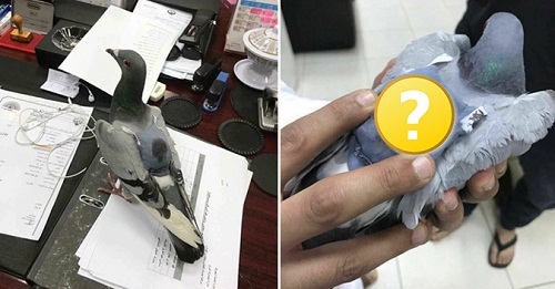 Nghỉ chân ở nơi “không nên đậu”, chim bồ câu bị cảnh sát bắt vì hành động không tưởng