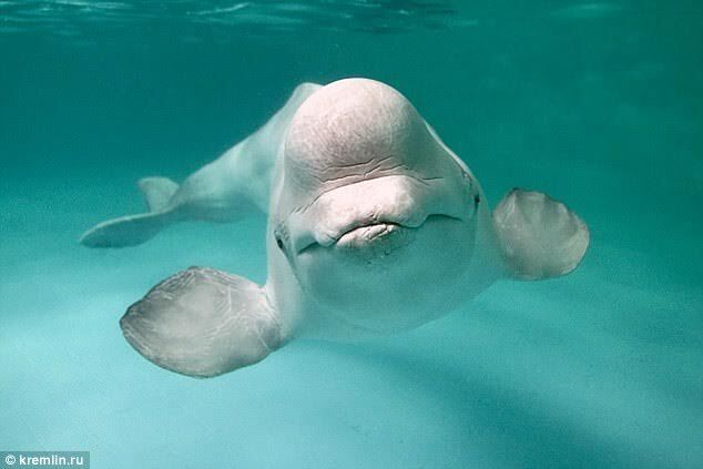 Nga huấn luyện cá voi trắng nhằm gia tăng sức mạnh quân sự tại Bắc Cực