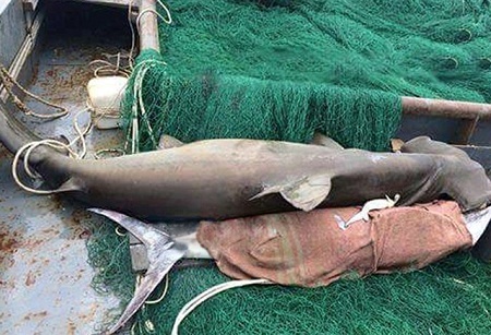 Tàu vỏ thép bắt được cá mập đầu búa nặng 3 tạ