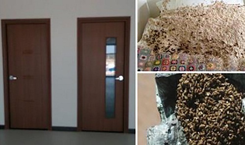 Đóng cửa đi du lịch 2 tháng, trở về cô gái tá hỏa thấy điều bất thường trên chiếc giường