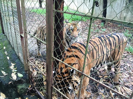 Vụ bé trai 13 tuổi bị hổ vồ: 11 con hổ được nuôi sát khu dân cư