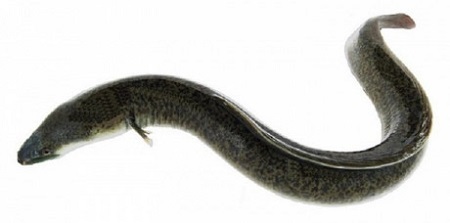 6 người nhập viện cấp cứu sau khi ăn ruột cá chình um măng