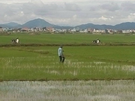 Đang dặm lúa, một người phụ nữ bị sét đánh tử vong