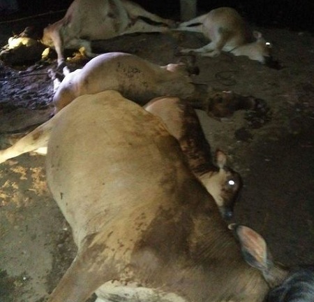 Sét đánh chết 5 con bò cột dưới sàn nhà