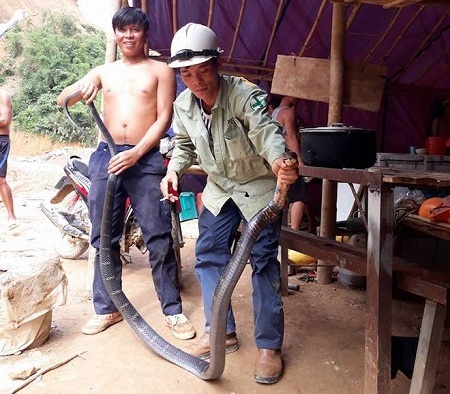 Bắt được rắn hổ mang chúa dài hơn 3m, nặng 6kg