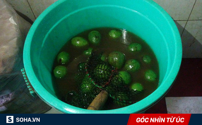 Hai TS ở Úc lên tiếng về chuyện hoa quả có thuốc thúc chín tại VN