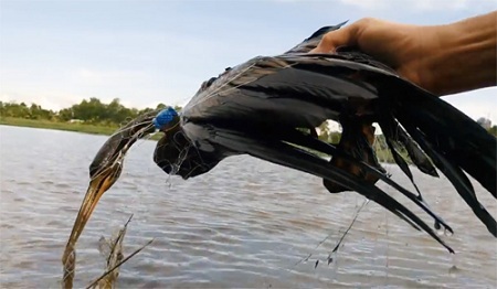 Người dân Sài Gòn bắt được chim cổ rắn quý hiếm