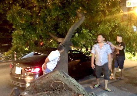 Xà cừ bật gốc đè nát ô tô ở Sài Gòn