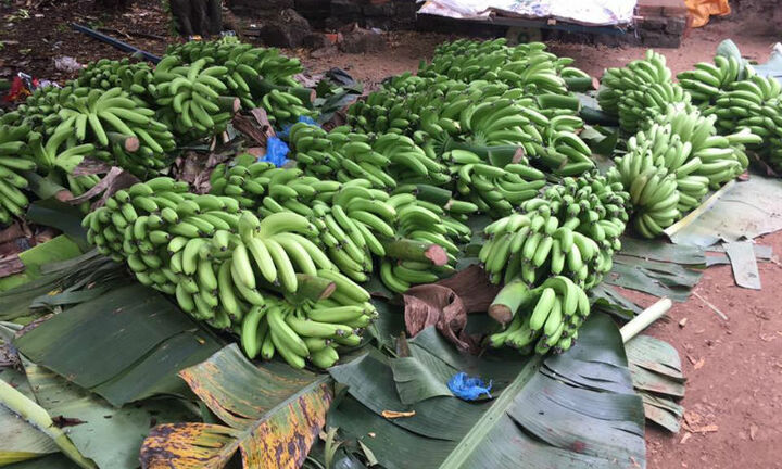 Chuối xanh lại rớt giá thê thảm sau 3 tháng tích cực giải cứu