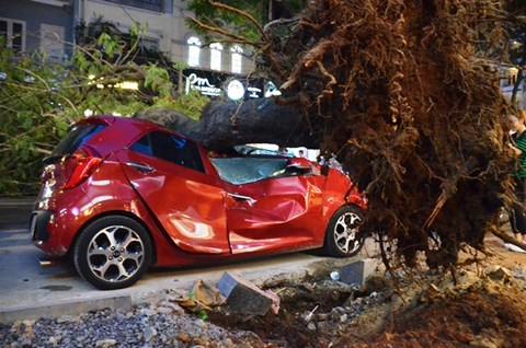 Cây bật gốc đè bẹp ôtô ở trung tâm TP Hồ Chí Minh