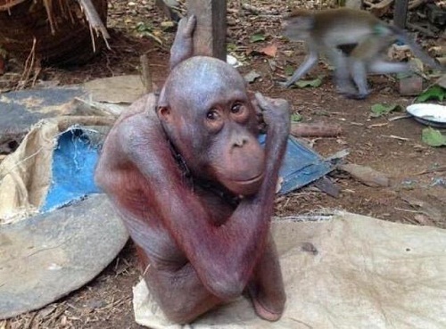 Đi du lịch, phát hiện con đười ươi bị xích trong rừng suốt 7 năm