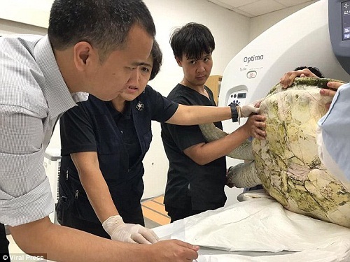 Chụp X-quang con rùa bị vỡ vỏ, bác sĩ phát hiện sự thật sững sờ