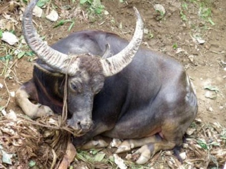 Đồ Sơn sẽ xét nghiệm mẫu máu, nước tiểu của 31 trâu chọi