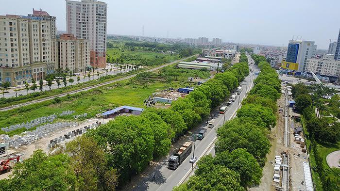 Hà Nội: Đề nghị xem lại kế hoạch di chuyển 1.300 cây xà cừ