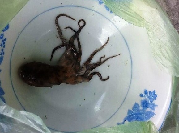 Gia đình nạn nhân không muốn đưa con bạch tuộc cắn chết người đi kiểm nghiệm