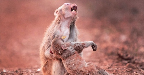 Khỉ mẹ khóc thét vì mất con và khoảnh khắc 2 phút sau đó