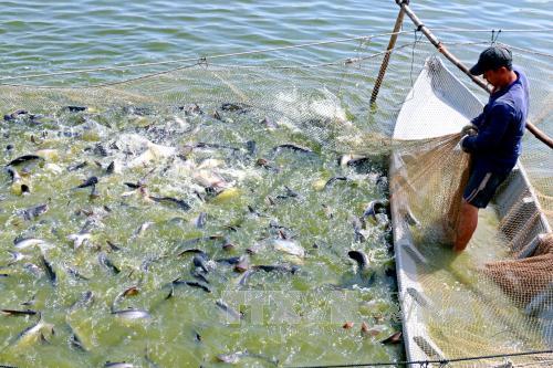 Phải giám sát chặt chẽ cá tra nếu muốn nhập khẩu vào Hoa Kỳ