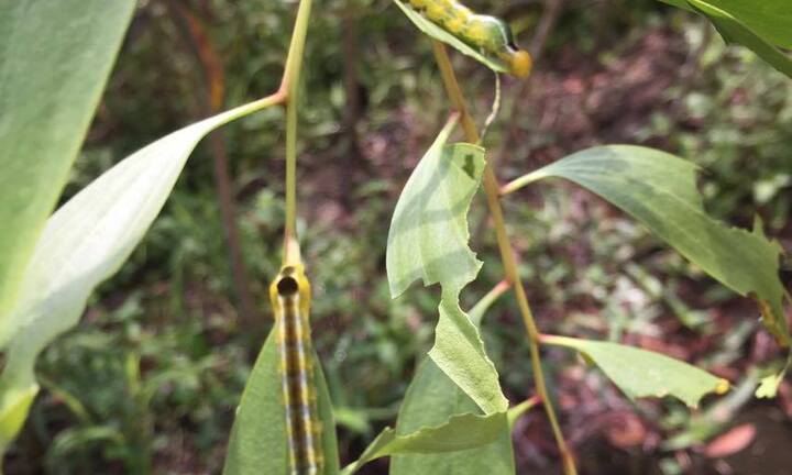 Về Sóc Trăng, mục sở thị loài sâu lạ khiến dân khiếp sợ