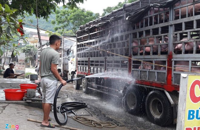 Giá lợn hơi “leo thang” từng ngày, tăng thêm 1 triệu đồng/tạ