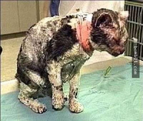 Chú mèo 5 lần xông vào biển lửa và sự thật khiến ai cũng bất ngờ