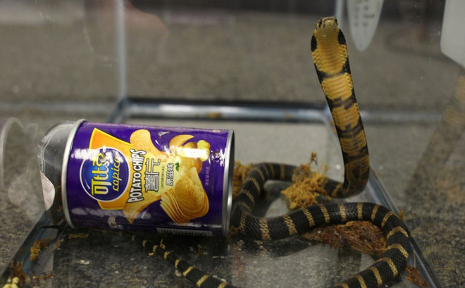 24h qua ảnh: Rắn hổ mang chúa chui ra từ hộp khoai tây ở Mỹ