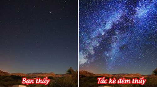 Thế giới kỳ bí và những loài vật có thị lực lạ lùng