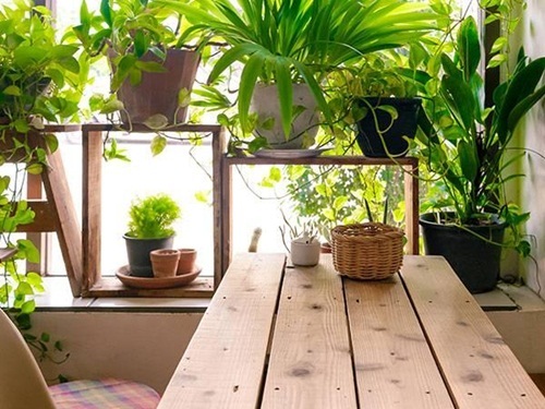 Trồng những cây cảnh này: Nhà vượng, sức khỏe tăng