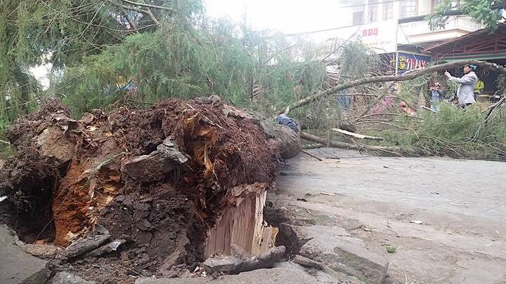 Cây thông khô 40cm gãy đổ, đè chết 2 mẹ con