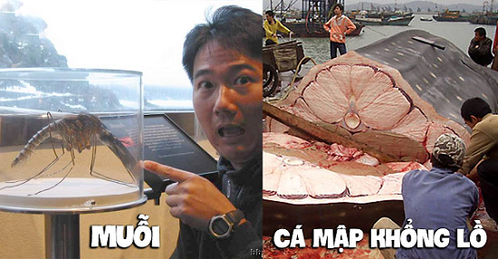 Thế giới tự nhiên rộng lớn và những “sinh vật đột biến” có kích thước khủng trên thế giới