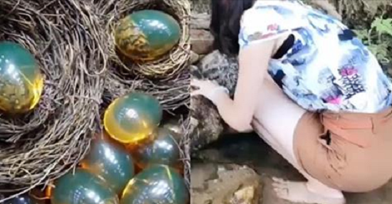 Mò ốc bên bờ suối, cô gái phát hiện ổ trứng lạ và sự thật sau đó