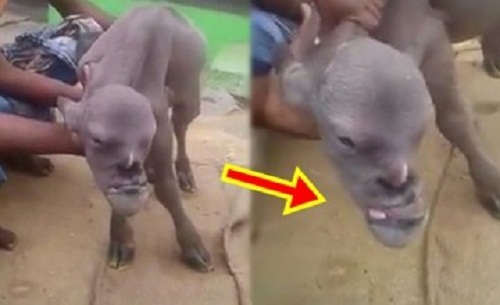 Cả làng đổ xô đi xem con dê có khuôn mặt giống người đến khó tin
