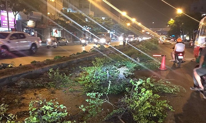 Hà Nội: Sự thật hàng loạt cây xanh trên dải phân cách bị nhổ bỏ