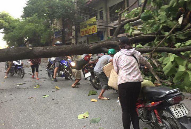 Gió lốc tốc mái gần 800 nhà dân, quật ngã nhiều cây xanh ở Lào Cai