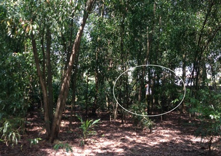 Khởi tố nhóm người khống chế, ép trả nợ khiến thanh niên treo cổ tự tử