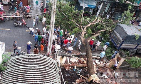 Bác sỹ khoa nhi bị cây phượng đè trúng người