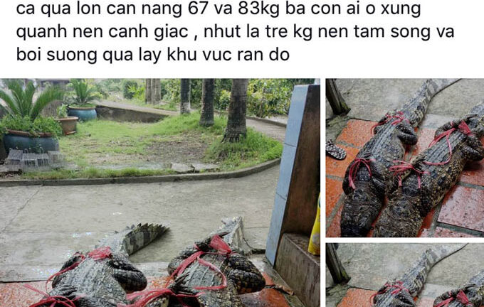Người đăng tin thất thiệt bắt được cá sấu 83kg ở Cà Mau bị phạt 10 triệu đồng