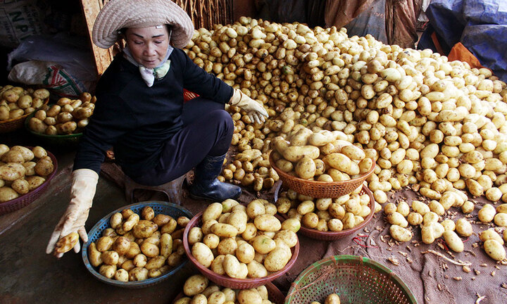 Đà Lạt nhập hơn 100 tấn khoai tây Trung Quốc