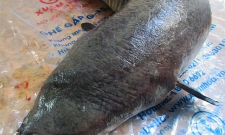 Dân vây bắt thủy quái dài 2m trên sông Lam