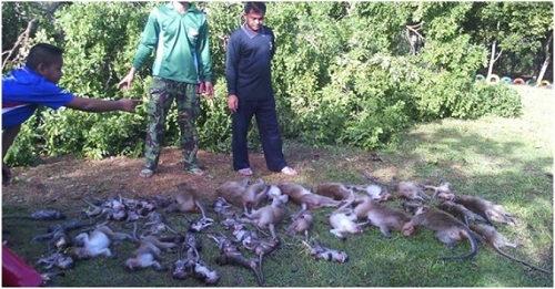 Cây cổ thụ đột nhiên bật rễ, 52 con khỉ không kịp thoát thân