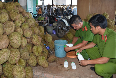 Bắt quả tang hơn 1,2 tấn sầu riêng tẩm hóa chất