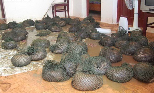 Khám xét căn nhà bốc mùi hôi, cảnh sát sững sờ trước cảnh tượng nhìn thấy