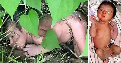 Bé sơ sinh bị bỏ rơi trong bụi rậm, trên người chi chít gai nhọn chỉ vì em là… con gái