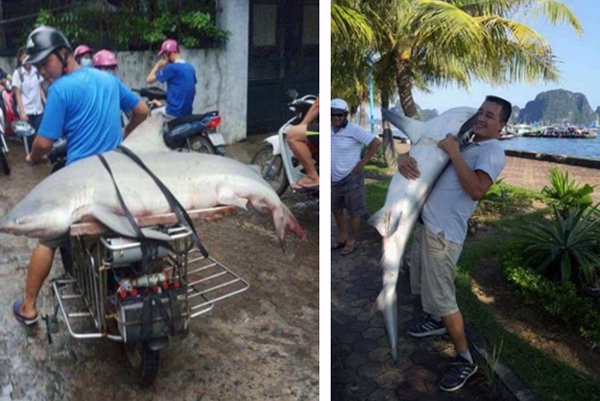 Làm rõ thông tin cá mập xuất hiện ở vịnh Hạ Long