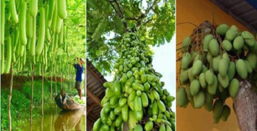 Xao xuyến trước những cây “siêu mắn” cho ra trái trĩu trịt nhìn mãi không chán