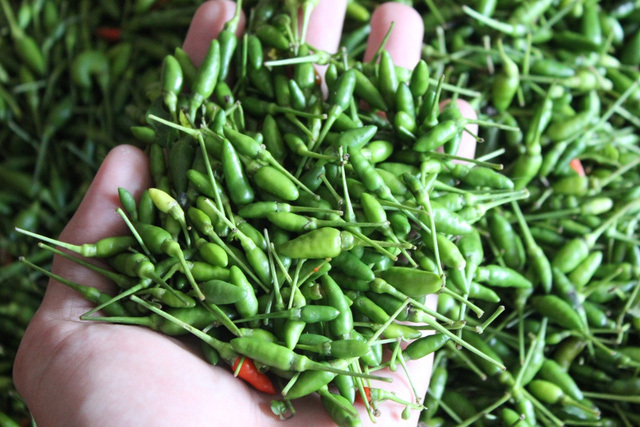Vườn ớt rừng giá gần nửa triệu/kg, dân không có hàng để bán