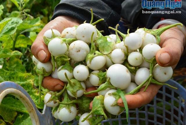 Trồng cà pháo cắn giòn tan, mỗi tuần người dân thu lãi tiền triệu