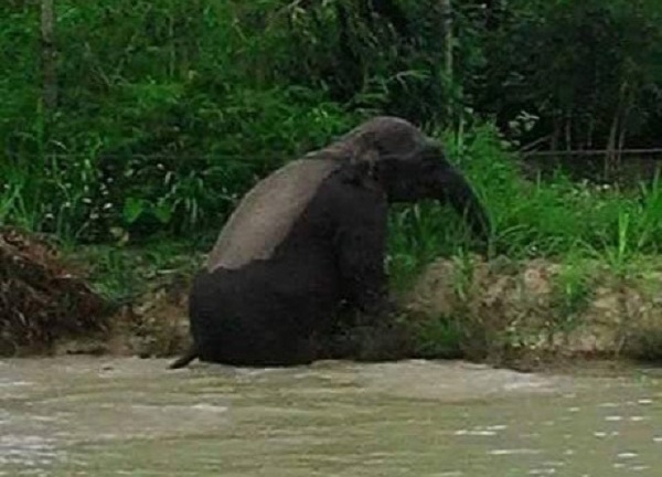 Voi rừng xuống bản tắm ao cá, giẫm nát lúa của dân