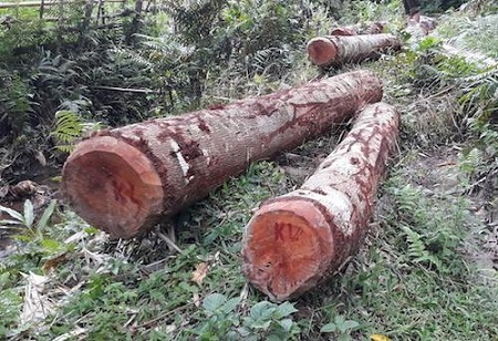 Trưởng ban Tuyên giáo huyện ủy cùng 9 cán bộ bị đề nghị cách chức